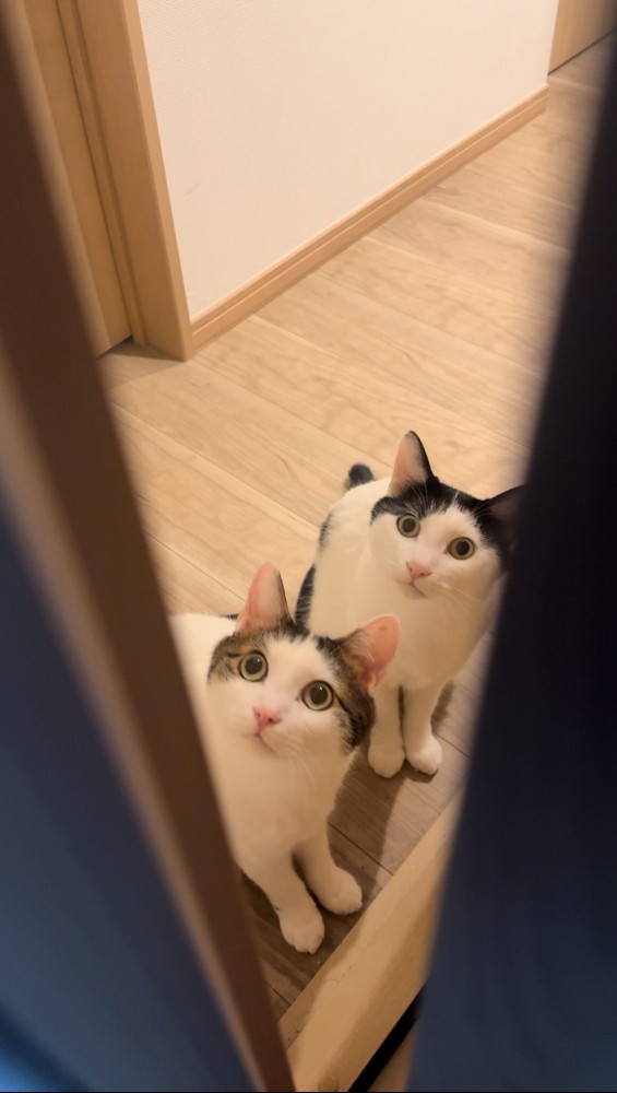 隙間から見ている2匹の猫
