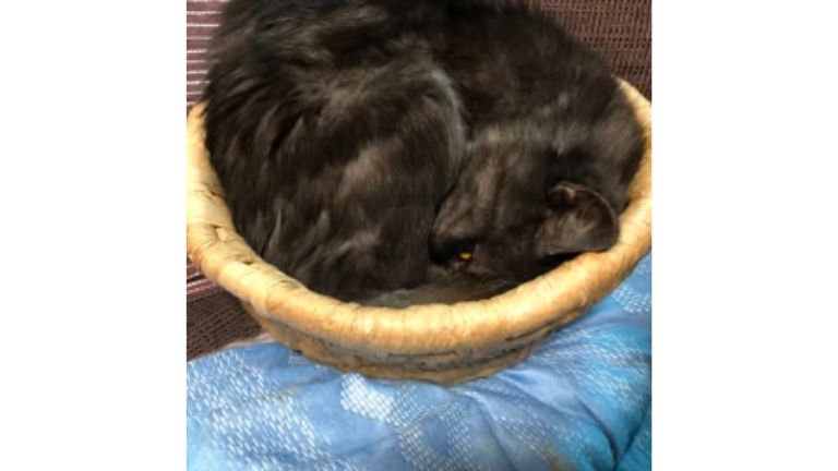 寝ている猫