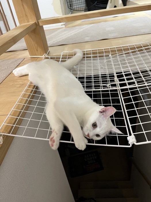 ネットの上に寝そべる白猫と犬