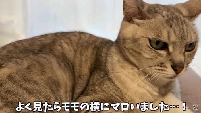 茶猫