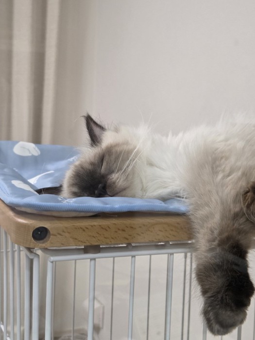 冷感マットの上で眠る猫