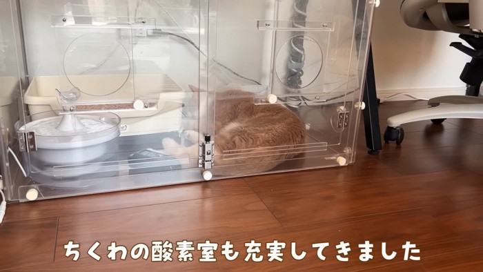 酸素室で寝る猫