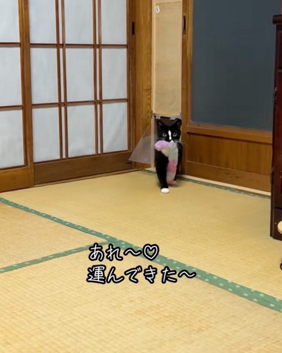 入ってくる猫