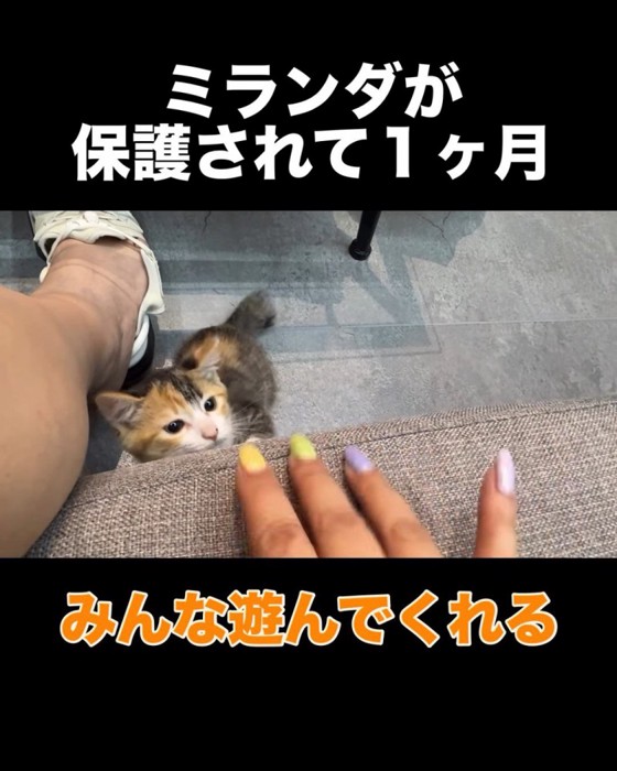 人の手を狙う子猫