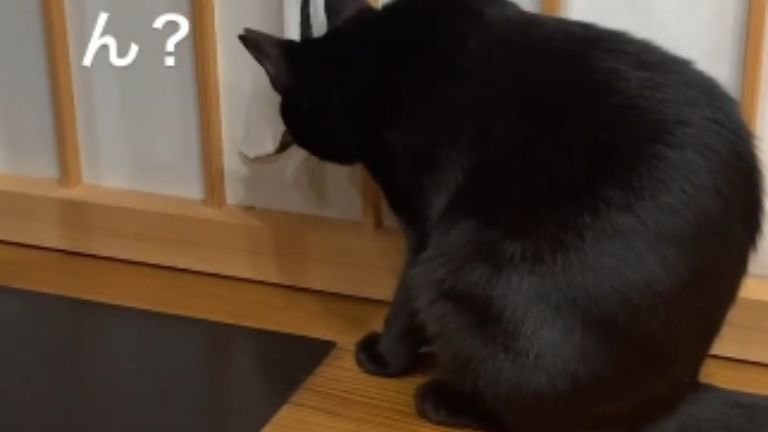 破れた障子と猫