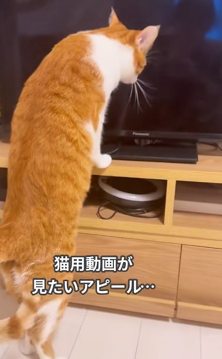飼い主にお願いするように鳴く猫