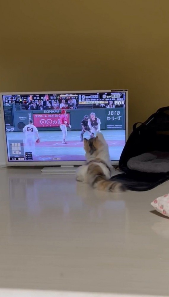 テレビに手を伸ばす猫1