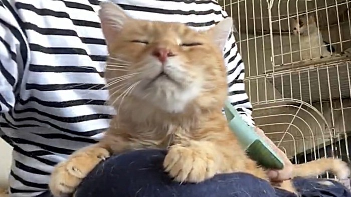 目を細めて満足気な猫（正面向き）