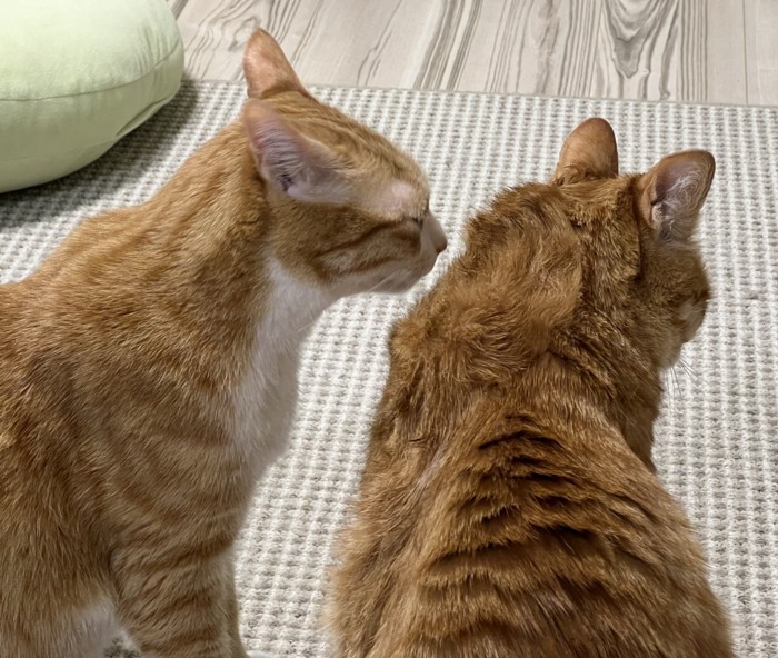 茶トラ猫の頭を見つめる茶白猫