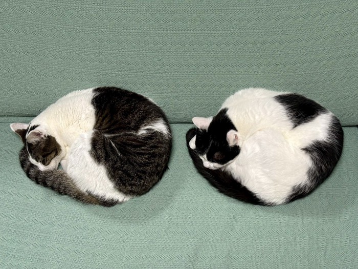 丸くなって眠る2匹の猫