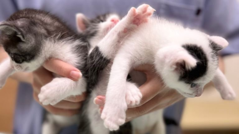 抱かれている子猫たち