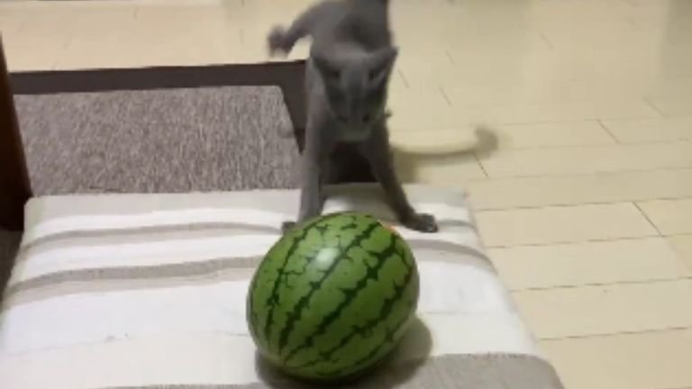 猫とスイカ