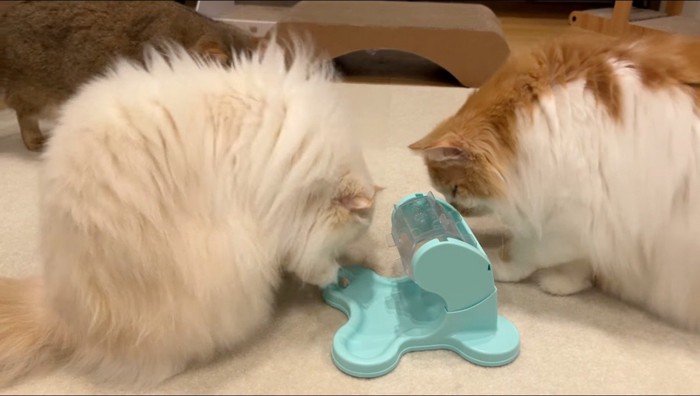 他の猫が食べるおやつを見つめるオレンジ色の猫