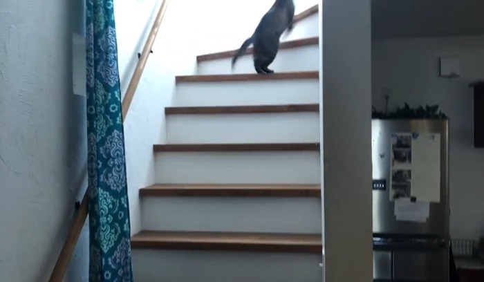 階段を駆け上がる猫