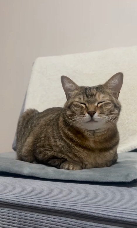 目を細めて座っているキジトラ