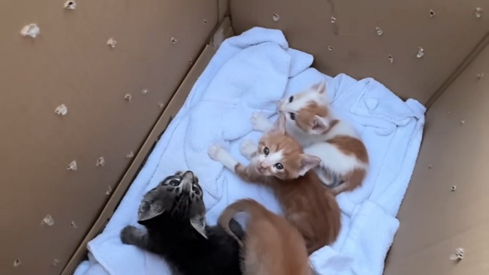 箱の中にいる子猫たち