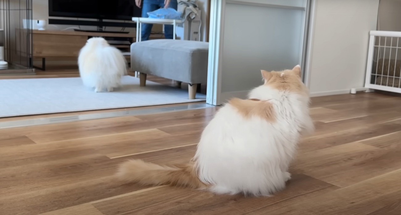 猫の後ろ姿と遠くに犬