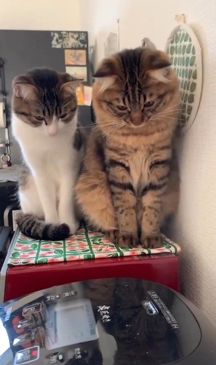 炊飯器を見つめる2匹の猫