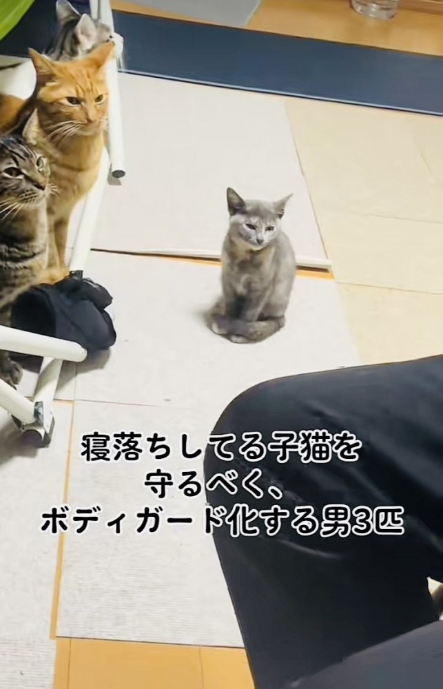 ウトウトする子猫を見守るキジトラ猫と茶トラ猫とハチワレ猫