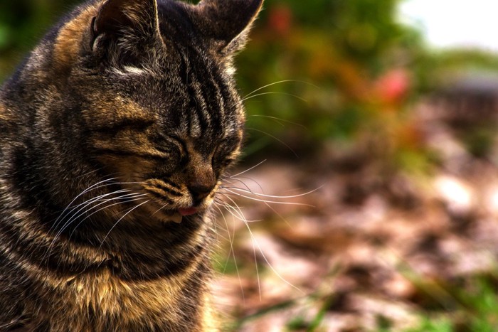 赤茶色のキジトラ