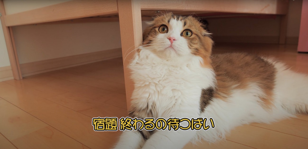 ベッドの足元で顔を上げて横になる猫