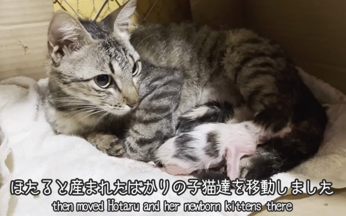生まれた猫