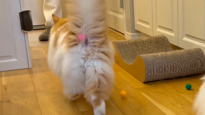 ぽてちくんのお尻