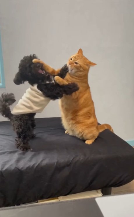 後足で立ってじゃれあっている犬と茶トラの猫