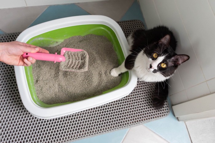 猫のトイレを片付ける飼い主