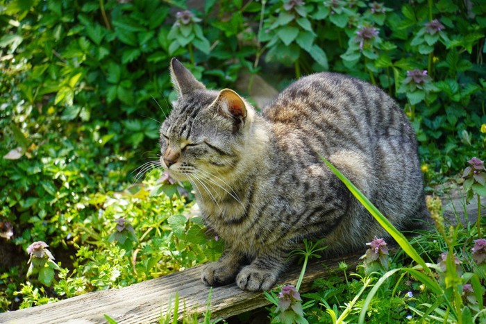 スフィンクス座りしている猫