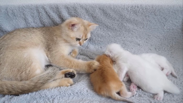 子猫を右手で撫でる猫