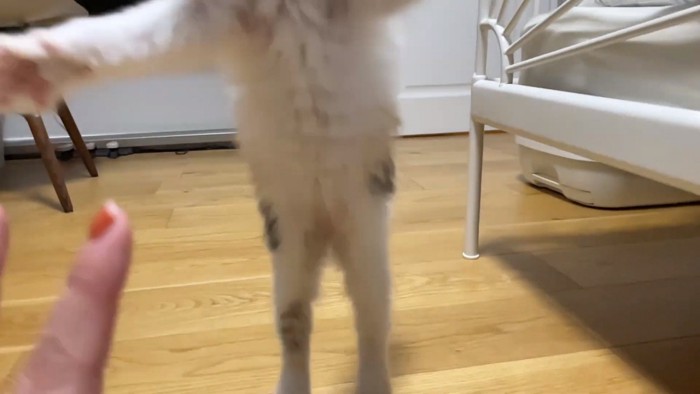 大ジャンプするうなぎちゃん