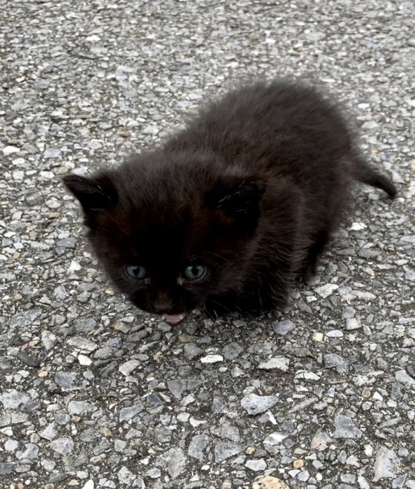 うずくまる子猫