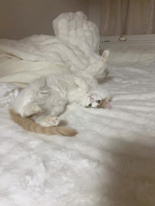 ベッドの上でお腹を出して寝転がる猫