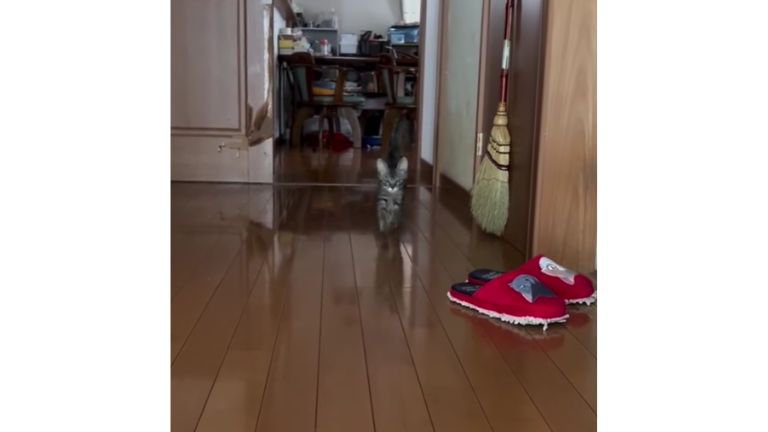駆け寄る猫