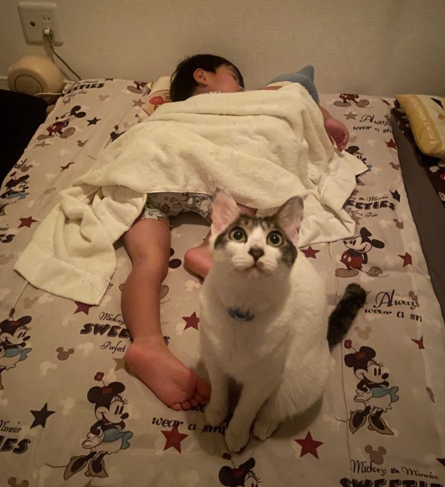 座って見上げる猫