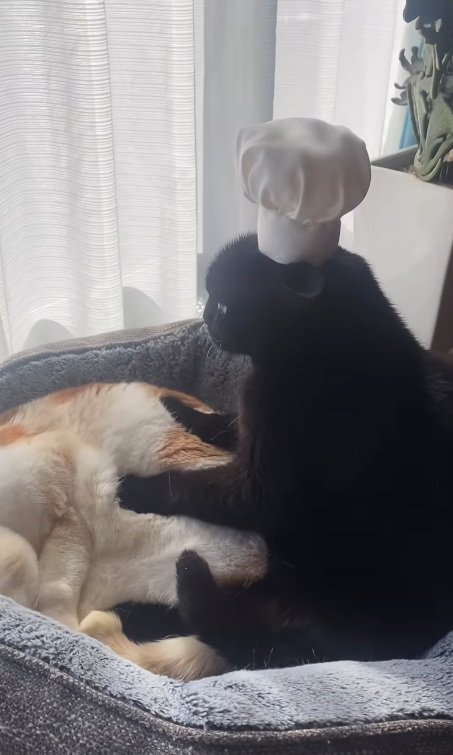 パンのように揉みこむ小鉄くん