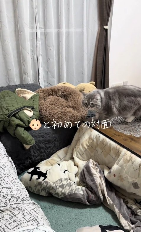 こたつ机の上に乗る猫