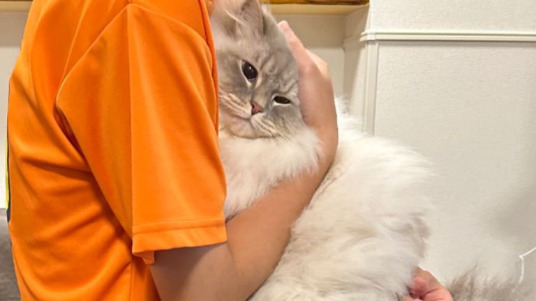 抱っこされている猫