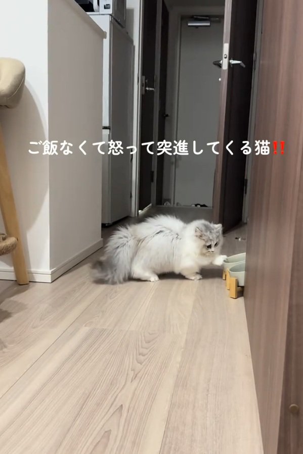 お皿に触れる猫