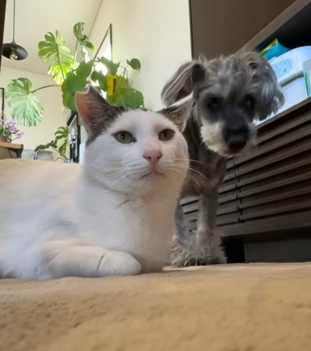 香箱座りの猫とそばに立っている犬