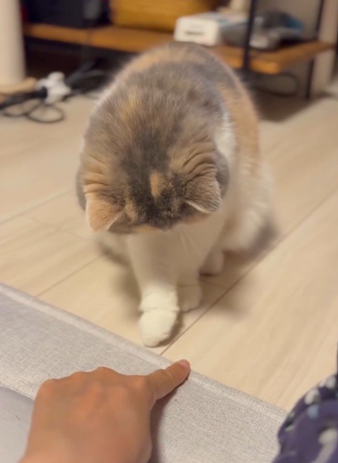右手を伸ばす猫