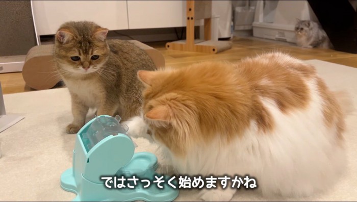 おもちゃのレバーを回すオレンジ色の猫