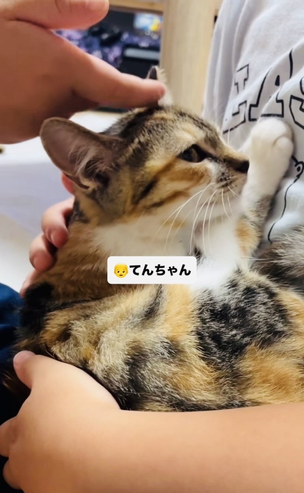 息子さんに抱っこされてママさんに撫でられる子猫