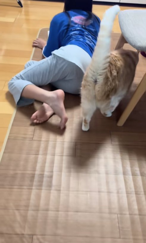 カメラに足を向けて寝そべる子どもの近くを歩く猫