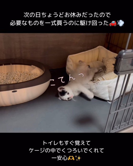 猫ベッドから落ちる子猫