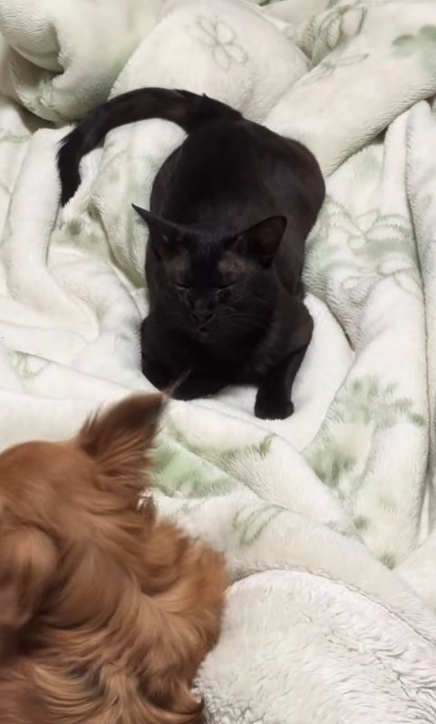 目を瞑っている猫から顔を背ける犬
