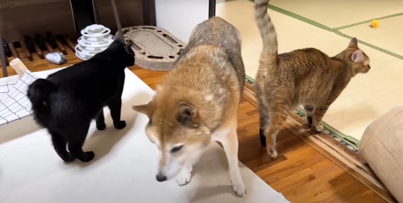 犬のまわりに猫2匹