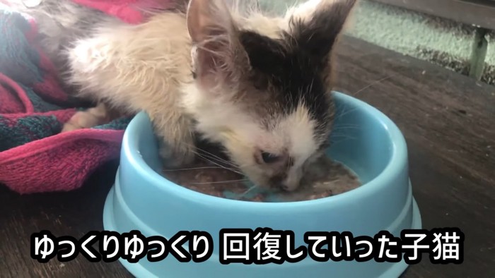 横になりながらごはんを食べる子猫