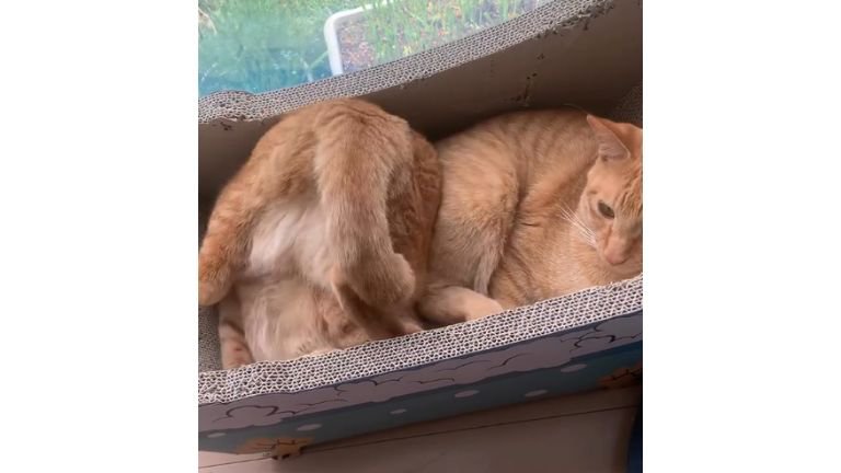 箱の中の猫たち